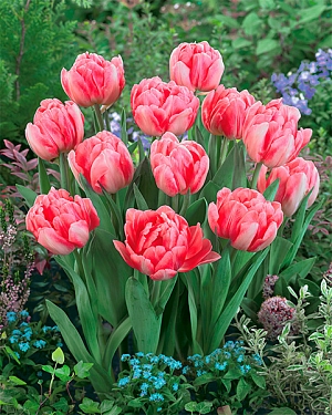 Тюльпан Фокстрот