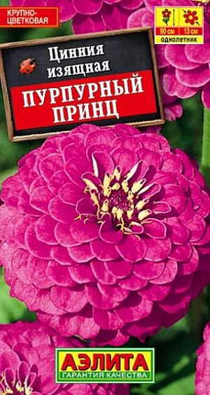 Семена Цинния Пурпурный Принц.
Обильноцветущий сорт циннии с очень крупными, O 12-14 см, густомахровыми соцветиями. Достойно впишется в любой садовый ансамбль или возьмет на себя роль солиста, благодаря редкой ярко-лиловой окраске, царственной высоте (70 см) и неотразимой красоте гармоничных соцветий. Цветение раннее и продолжительное. Растения неприхотливые, засухо устойчивые, предпочитают солнечное местоположение. Идеальный срезочный сорт, цветы долго стоят в воде, сохраняя яркость окраски. Агротехника. Выращивают рассадным способом. С развитием первой пары настоящих листочков сеянцы пикируют. В фазе 5-6 листьев проводят формирующую прищипку. Рассаду высаживают в открытый грунт, когда минует опасность заморозков. Растениям необходимы регулярные поливы, прополки, рыхления и подкормки. Возможен посев семян в открытый грунт на глубину 1 см. 