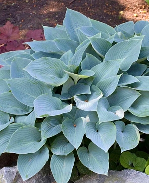 Хоста Фрагрант Блю