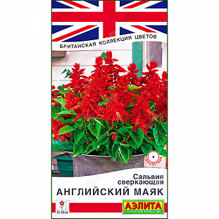 Сальвия сверкающая Английский маяк Сальвия сверкающая Английский маяк