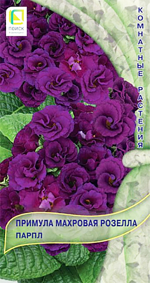<div>
 Семена Примула махровая Розелла Парпл.
</div>
 <b>Очаровательная махровая примула!</b>&nbsp;Цветы сформированы в изысканные миниатюрные бутоны, напоминающие розы, которые располагаются над листвой. Размер цветка 2-2,5 см, окраска - пурпурная. Высота растения 12-15 см. Прекрасно подходит для горшечной культуры, летом можно высаживать в открытый грунт и балконные ящики. Цветки сохраняют свою форму в широком диапазоне температур.<br>
 <br>
 <br>
&nbsp;Агротехника.&nbsp;Предпочитает хорошо освещенные места, без прямых солнечных лучей. Полив регулярный умеренный. Подкормки раз в 2-3 недели комплексным удобрением. Почвенная смесь: листовая, дерновая земля, перегной, торф, песок (1:1:1:1:1). Оптимальная температура для прорастания +16…+20°С. Через месяц сеянцы пикируют, а затем пересаживают в горшки. При посеве в июле-августе будет радовать вас обильным цветением с декабря по март. Семена соответствуют требованиям международных стандартов и ГОСТу РФ 12420-81