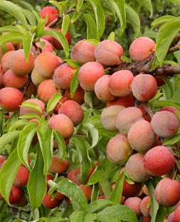 Саженцы Слива Алтайская Юбилейная