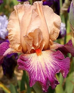 Ирис бородатый Роуз де Пэрс