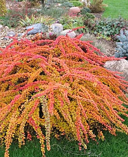 Барбарис тунберга Грин Карпет