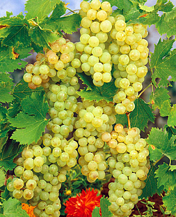 Саженцы Виноград Мускат белый сверхранний