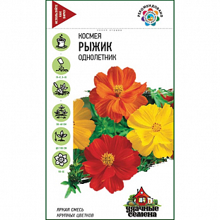 Космея Рыжик Космея Рыжик