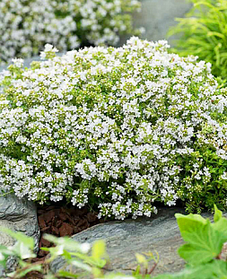 Тимьян ранний Альбифлорус