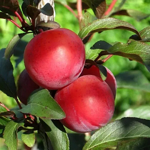 Слива Дудука