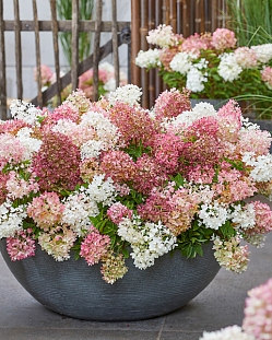 Гортензия метельчатая Граундбрейкер Блаш