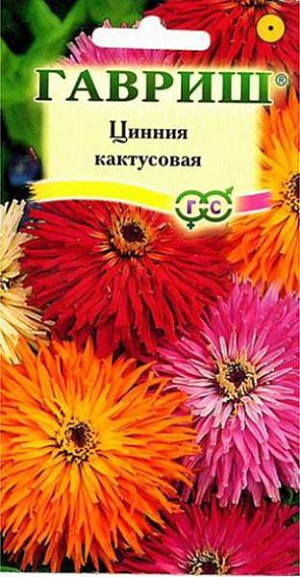 Семена Цинния Кактусовая.
Неприхотливое однолетнее растение семейства Сложноцветные, высотой до 90 см. Цветение обильное с июня до заморозков.
Крупные махровые розовые, оранжевые, красные цветки сидят на прямых прочных стеблях. Светолюбива, засухоустойчива и теплолюбива. 
Выращивают рассадным способом. Семена высевают в апреле. Всходы появляются через 4-6 дней.
В начале июня растения высаживают на расстоянии 25-30 см. Используется для озеленения и получения срезки.