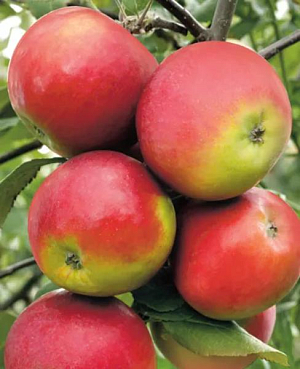 Саженцы Яблоня осенняя Анис Свердловский