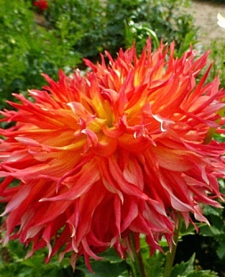 Георгин кактусовый Файрд Ап