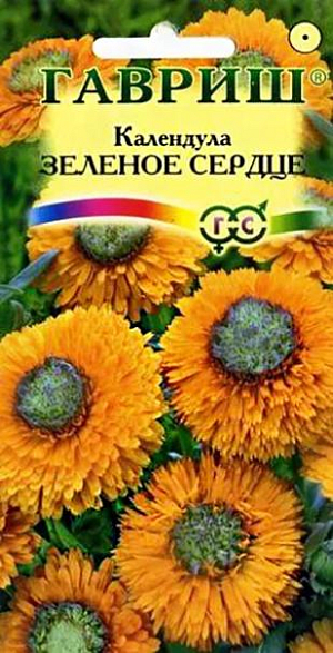 Семена Календула Зелёное сердце<br>
 <br>
 Популярное неприхотливое растение из семейства Астровых. Цветет с июня по сентябрь. Цветение обильное и продолжительное, особенно при удалении отцветших соцветий. Соцветия оранжевые с зеленой серединой. Календула светолюбива и предпочитает легкие почвы, холодостойка - выдерживает до -5 C. Размножают прямым посевом в грунт. Семена высевают весной или под зиму, всходы появляются через 7-10 дней, их через некоторое время прореживают на расстоянии 20 см. Зацветает через 50-60 дней после посева. Используется для оформления участка и получения срезки.<br>