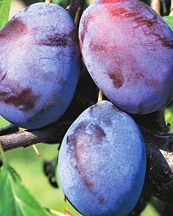 Саженцы Слива Волошка