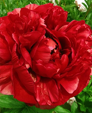 Пион травянистый Генри Бокстос