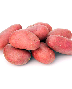 Семенной Картофель Люкс