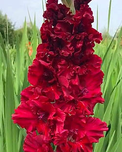 Гладиолус Вельвет Расберри