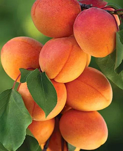 Саженцы Абрикос Чемпион севера