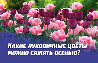КАКИЕ ЛУКОВИЧНЫЕ ЦВЕТЫ МОЖНО САЖАТЬ ОСЕНЬЮ. ОСОБЕННОСТИ ПОСАДКИ