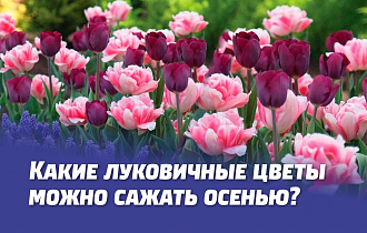 КАКИЕ ЛУКОВИЧНЫЕ ЦВЕТЫ МОЖНО САЖАТЬ ОСЕНЬЮ. ОСОБЕННОСТИ ПОСАДКИ