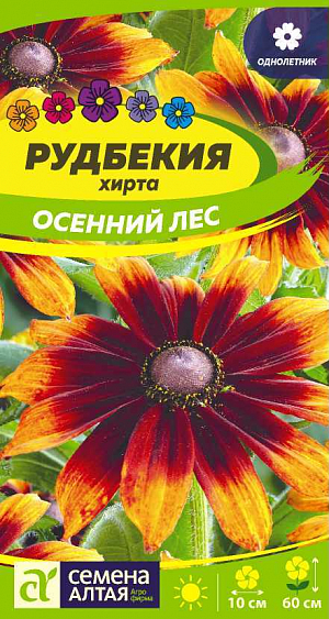 Рудбекия хирта Осенний Лес

Крайне неприхотливый яркоцветущий однолетник. Растение до 60 см высотой кустистое, с множеством крепких жесткоопушенных цветоносов, крупными листьями и множеством ярких соцветий-корзинок диаметром до 10 см. Центр корзинки темный, выпуклый, окружен лучисто-расходящимися язычковыми цветками, меняющими свою окраску от красно-коричневой в центре до золотисто-желтой к краям. Цветение длительное, с июля до глубокой осени. Рудбекия незаменима для групповых посадок на клумбах и в миксбордерах, а в садовых вазах она превращается в яркий неувядающий букет. Светолюбивое, засухо- и морозоустойчивое растение. Предпочитает солнечные участки с питательной, хорошо обработанной почвой. При выращивании рассадой семена высевают в феврале-марте в рассадные ящики на глубину не более 0,5 см, увлажняют из распылителя, накрывают стеклом и содержат при температуре +18-24оС. Посевы регулярно проветривают. Сеянцы пикируют в отдельные горшочки в фазе 2-х пар настоящих листьев. В открытый грунт рассаду высаживают в конце мая.