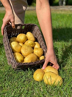 Картофель Атлетик