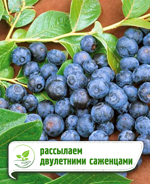 Саженцы Голубика Норт кантри