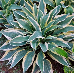 Хоста Бобкэт