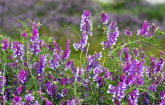 Какие сидераты посадить под зиму, чтобы оживить почву и получить рекордный урожай Какие сидераты посадить под зиму, чтобы оживить почву и получить рекордный урожай