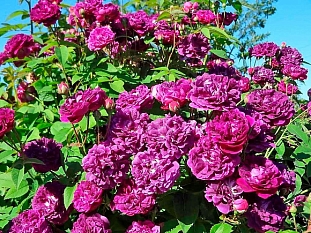 Роза галльская (французкая) Кардинал де Ришелье