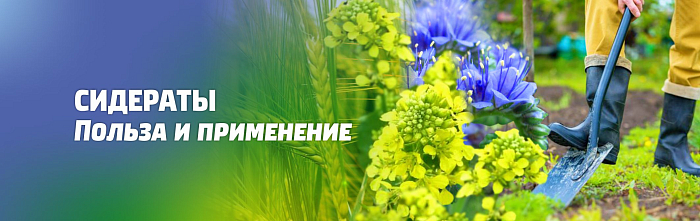 СИДЕРАТЫ. ПОЛЬЗА И КАК ПРИМЕНЯТЬ