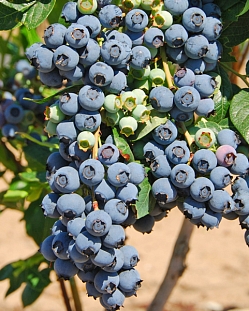 Саженцы Голубика Герберт