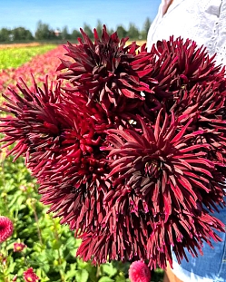 Георгин полукактусовый Блэк Нарцисс