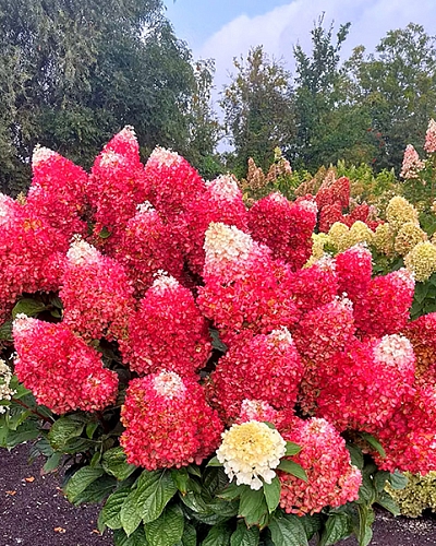 Гортензия метельчатая Ред Вельвет