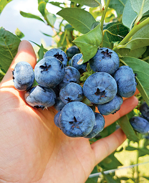 Саженцы Голубика Либерти