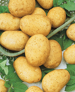 Семенной Картофель Горняк