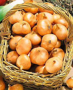 Лук семейный (шалот) Альбик