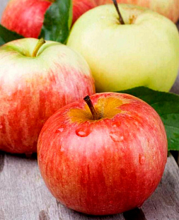 Саженцы Яблоня Розочка