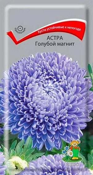 Семена&nbsp;Астра Голубой магнит. Мощные и прочные кусты устойчивые к непогоде. Куст колонновидной формы, ветвистый, высотой 70 см. Цветоносы прочные, густооблиственные. Соцветия голубые, полусферические, густомахровые, непонимающие, 8-10 см в диаметре. Язычковые цветки широкие, приподняты вверх, закрывают трубчатые цветки. Цветет август-октябрь. Используют для посадки&nbsp; в сборные цветники группами, на рабатки – рядами и для срезки.<br>
 <br>
 &nbsp;Агротехника. Растение предпочитает открытое солнечное место, но выносит и полутень. Лучше растет на легких, плодородных почвах. Не переносит внесения&nbsp; органических удобрений в год посадки. Семена высевают с середины февраля по апрель. Глубина заделки семян 0,5 см. При температуре почвы +20 °С всходы появляются на 7-14 день. Через 3-4 недели посевы пикируют&nbsp; и выращивают при температуре 12-15 °С. В грунт рассаду высаживают во второй половине мая, выдерживая расстояние между растениями 30-35 см.<br>