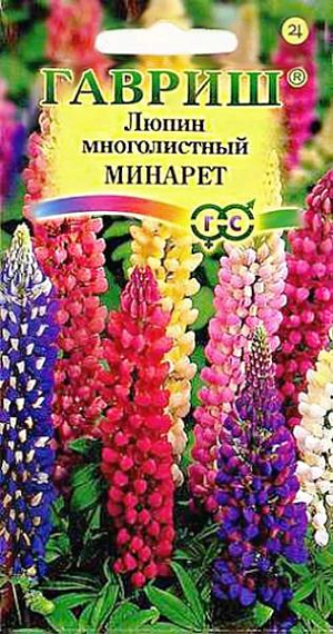 Семена Люпин многолистный Минарет.
Многолетнее растение высотой около 50 см. Стебли прямые, прочные. Листья пальчатые, на длинных черешках. 
Цветки разнообразной окраски, собраны в многоцветковые кистевидные соцветия до 30 см длиной.
Цветет в июне 20-30 дней, если удалять отцветающие соцветия — вторично в августе. 
Размножают семенами и вегетативно. Посев в грунт в апреле, как только стает снег, на подготовленное с осени место. 
Однако лучший способ посева семян — под зиму в конце октября-начале ноября, после первого заморозка. 
Глубина заделки 2 см. Сверху посевы присыпают небольшим слоем торфа. Весной после таяния снега семена дружно всходят, и растения зацветают в августе того же года. Используют в одиночных и групповых посадках с другими многолетниками в миксбордерах, высаживают группами на газоне.
Эффектны в букетах, но стоят недолго.