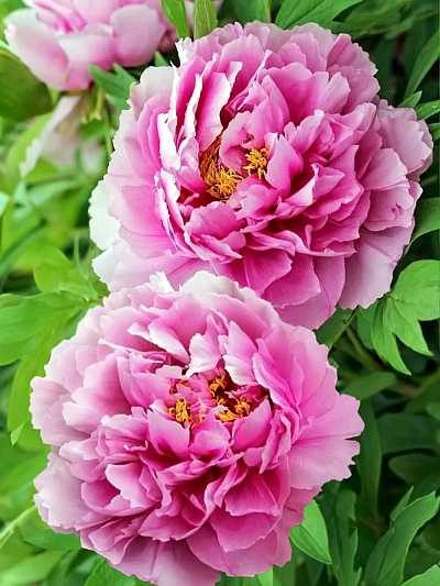 Пион Жильбер Бартело