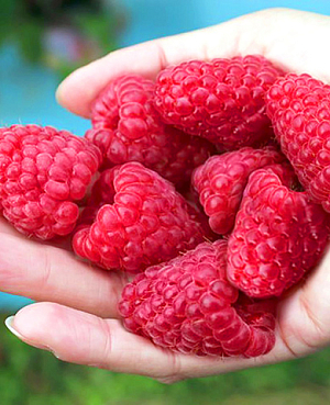 Саженцы Малина Похвалинка