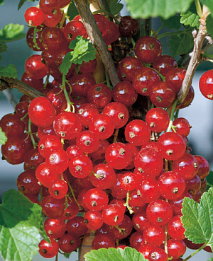 Саженцы Смородина красная Ненаглядная