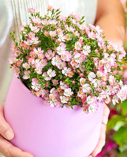 Роза Кьюти Пай