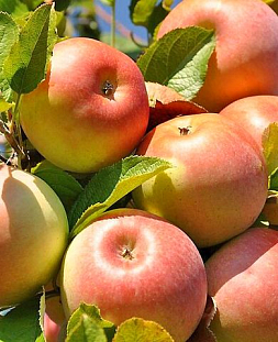 Саженцы Яблоня Исетское позднее