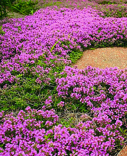 Тимьян Медок