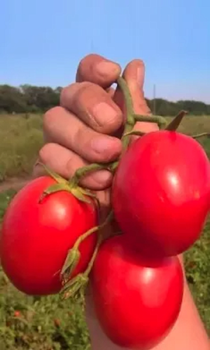 Семена Томат непасынкующийся Сливовидный