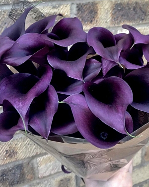 Калла Одесса