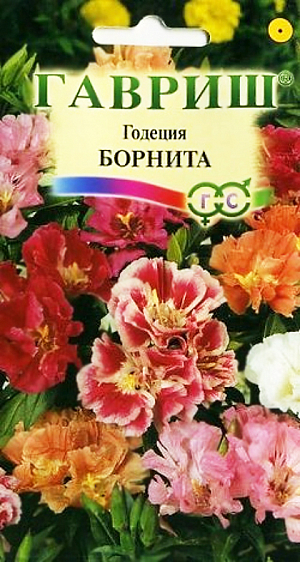 Семена Годеция Борнита.
Низкорослые однолетние растения из семейства Кипрейные, высотой всего около 20-25 см. 
Цветут ярко, нарядно, очень обильно со второй половины июля до заморозков. 
Цветки махровые, крупные, до 4 см, самой разнообразной окраски. 
Холодостойка, светолюбива, не переносит избыточного увлажнения. Выращивают прямым посевом в грунт или рассадным способом. 
В открытый грунт посев проводят в мае, цветение в этом случае начинается в августе. 
На рассаду семена высевают в начале апреля, высаживают рассаду во второй половине мая с расстоянием между растениями 10 см. 
Смесь ипользуется для посадки на клумбах, работках, в бордюрах и балконах.
Идеальна подходит для профессионального выращивания и продажи в цветущем состоянии в контейнерах с мая по октябрь.

