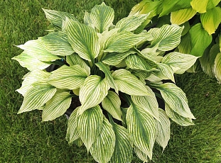 Хоста Сильвер фезер
